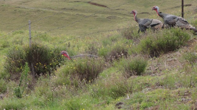 Wild Thanksgiving Turkeys