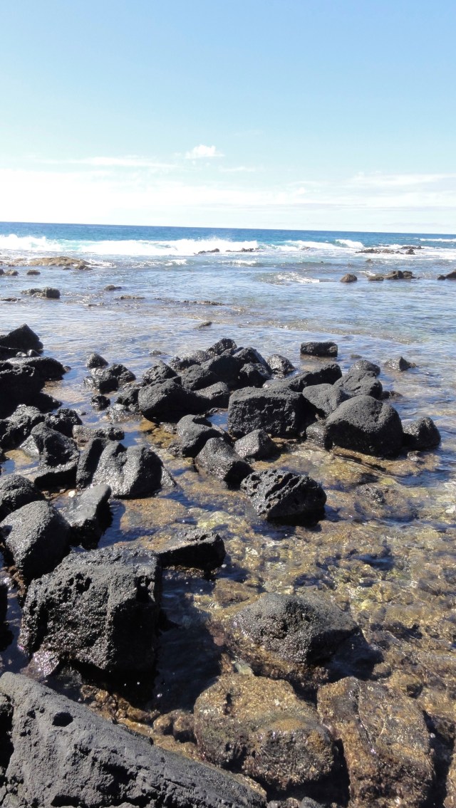 How many crabs can you see?