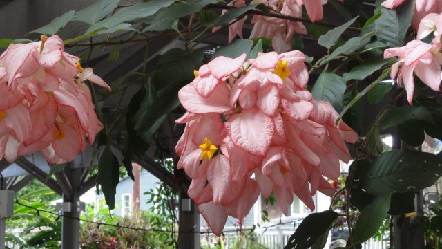 Flowers at Holuakoa Gardens 2